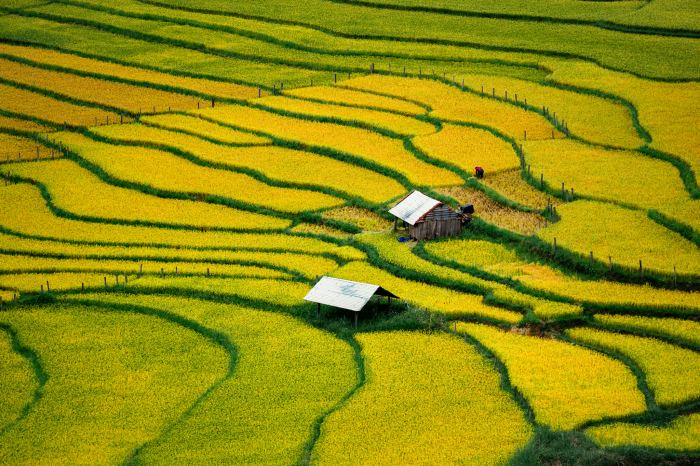 Ruộng bậc thang Kon Tu Rằng vào mùa lúa chín