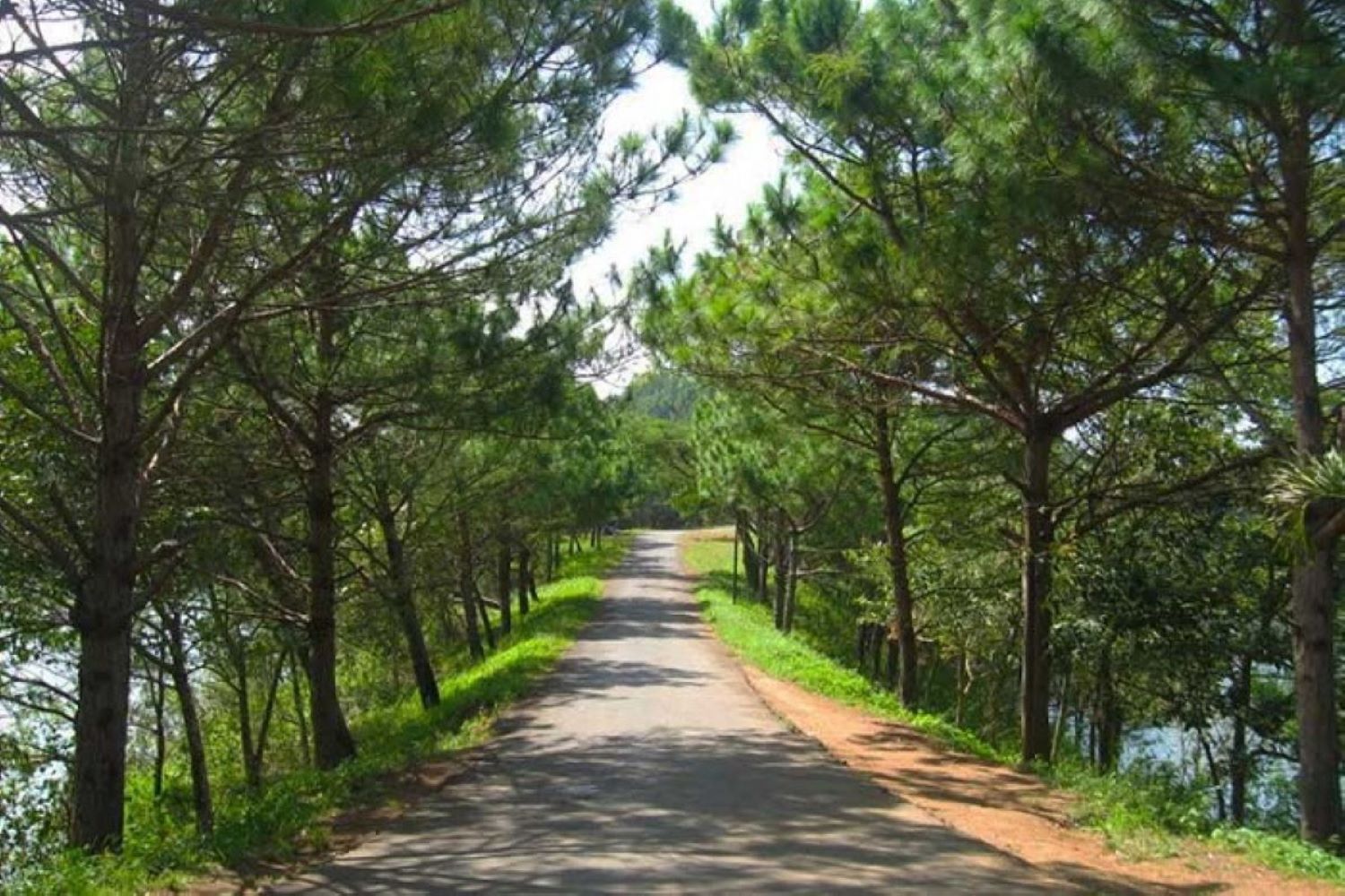 Con đường đi bộ giữa rừng thông Măng Đen